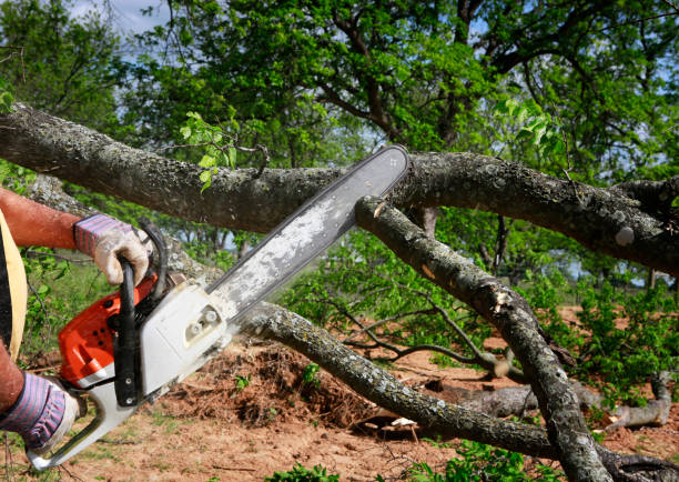 Tree Health Inspection in Weidman, MI